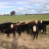 7 Angus Heifers For Sale