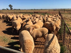 First Cross Ewes x 70