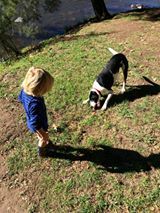 English pointer, border collie, kelpie, bullmastiff cross