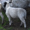 Dorper rams and ewes