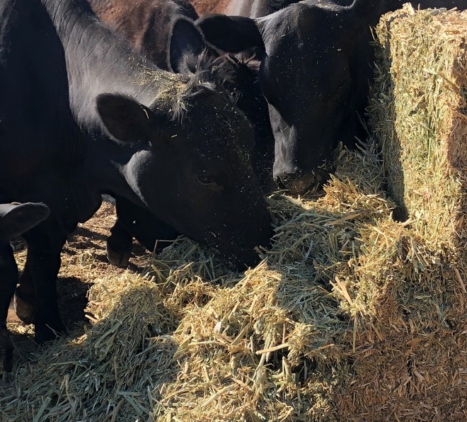 Canola hay. High protein (23.2%) conditioned & chopped.