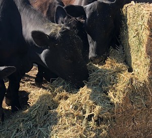 Canola hay. High protein (23.2%) conditioned & chopped.