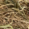 Wheaten Hay 8x4x3 Bales (New Season)
