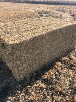 Barley Straw 500kg 8x4x3 Bales