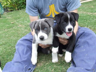 Border Collie pup short haired