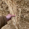 Windrowed Wheat Straw 500kg Bales-Shedded, High Quality 