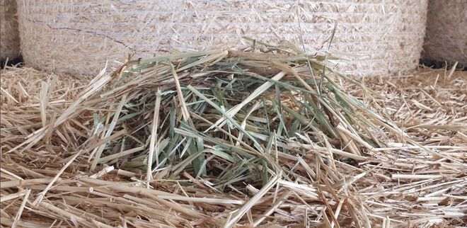 Barley Hay Rolls Shedded
