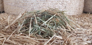 Barley Hay Rolls Shedded