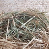 Barley Hay Rolls Shedded