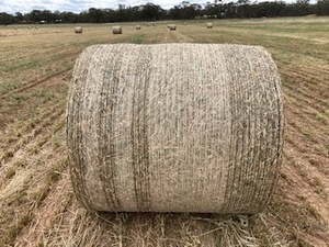 Oaten Hay 4 x 4  Round Bales (New Season)