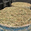 Canola Hay - 8x4x3 big sqaures & 5x4 rolls