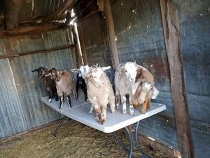Miniature Goats for sale- Registered breeder