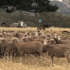 64 Merino Ewe Hoggets