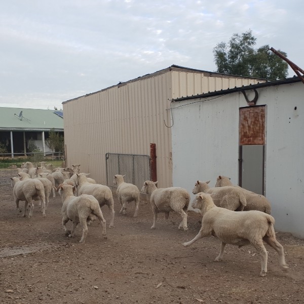 8 weathers and rams about 2 years old and in good condition. 