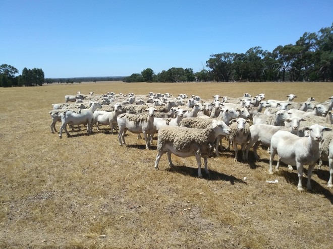 105 White Dorper Ewes - Annalara & Boxdale Bloodlines