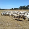 105 White Dorper Ewes - Annalara & Boxdale Bloodlines