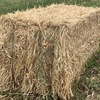 Wheaten Hay 864  Bales . 8x3x3