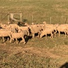 Future breeder Dohne ewe lambs