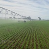 Premium Quality Irrigated Hay