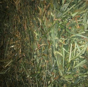 750 Small square Bales Lucerne Hay - SOLD PER BALE