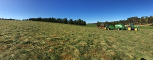 Grass hay rounds