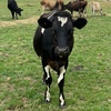X Bred Dairy Heifer’s