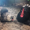Pekin Bantam Chicks - Available Now!