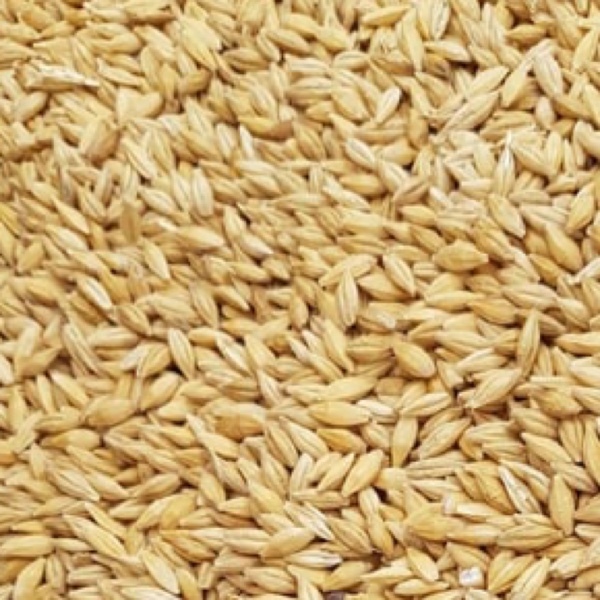 F1 barley