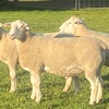 WAKELEIGH White Suffolk Rams