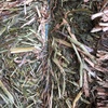 100mt Barley/Vetch Hay 8x4x3 Bales