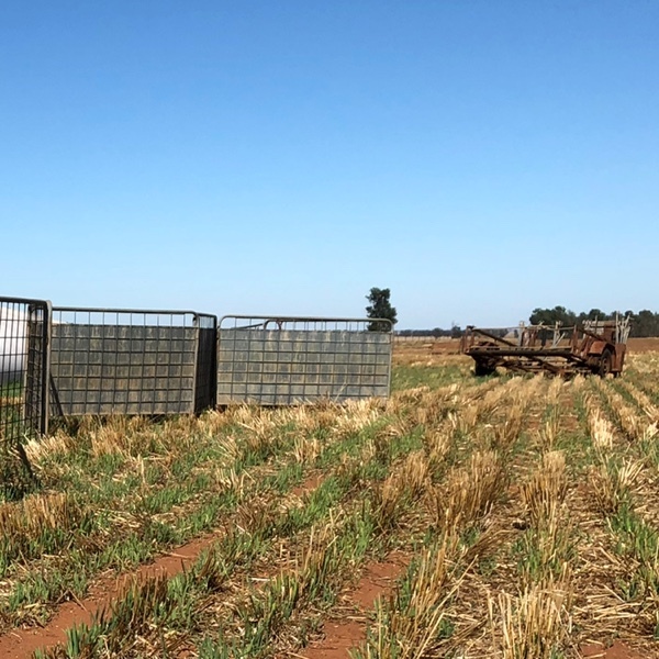 WANTED McShane Portable Sheep Yards