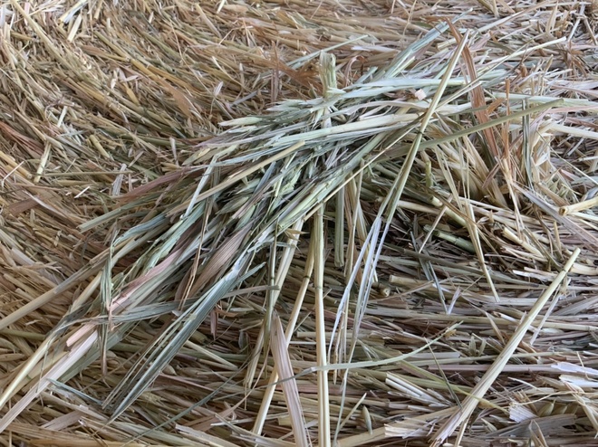 Shedded oaten hay rolls