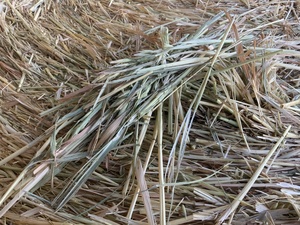 Shedded oaten hay rolls