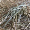 Shedded oaten hay rolls