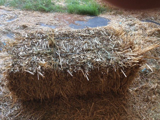 New Seasons Oaten Hay Small Squares