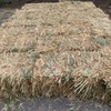 Oaten / rye small square bales