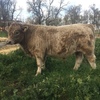 Murray Gray/Square Meater Yearling Bull