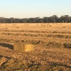 Oaten Hay