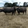 5 x Riverine Water Buffalo Cows. Updated photo