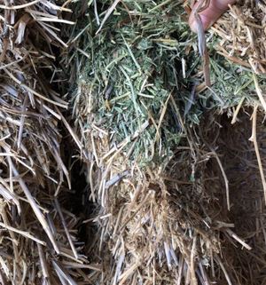 A2 VETCH HAY: SHEDDED. Road Train Access. 