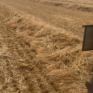 100mt Wheaten Windrowed Straw 420kg 8x4x3 Bales