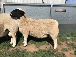 PUREBRED DORPER RAMS