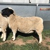 PUREBRED DORPER RAMS