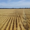 EOI Wheaten Straw 5x4 or 8x4x3 Bales