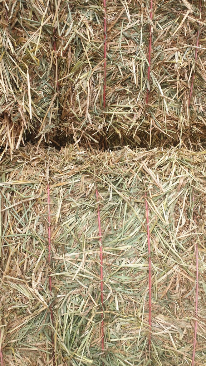 Barley Hay 750kg 8x4x3 Bales Shedded Tested