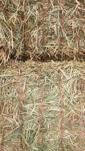 Barley Hay 750kg 8x4x3 Bales Shedded Tested