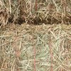Barley Hay 750kg 8x4x3 Bales Shedded Tested