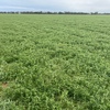 Vetch Hay-Pure