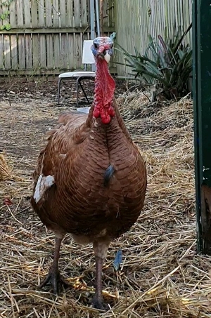 Two/A pair of Red Turkeys