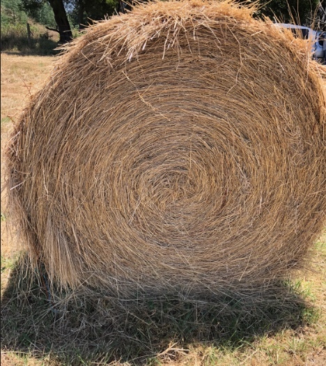 Pasture Hay Natural grasses  80  rolls